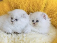 Maviş point British Longhair bebeklerim 