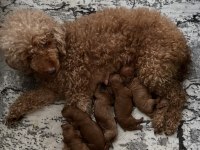 Anne Altındn Evde Büyüyen Minyatür Poodle Yavruları