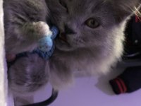 Eşyalarıyla aşılı british longhair