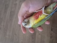 Bebek Konur Papağanı 4-5 Aylık Elcik