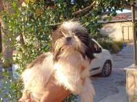Yorkshire terrier kalite demektir