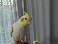 8 Günlük Bebek Sultan Papağanlar