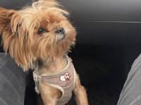 5 yaşında yorkshire terrier tuvalet eğitimi var