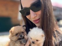 Gerçek Pomeranian Boo Face Sağlık Ve Irk Garantili