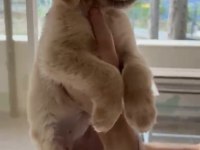 Son golden retriever yavrular