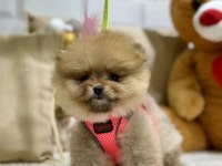 Mini teacup pomeranian kızımız tam bir ayıcık