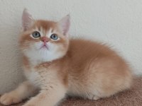 British shorthair choholate golden erkek Yavrumuz
