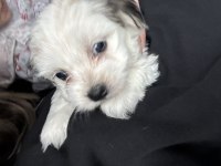 4.5 aylık dişi maltipoo
