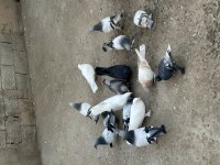 16 adet oyunlu güvercin