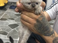 Mükemmel Özelliklerde Scottish Fold Kedilerimiz