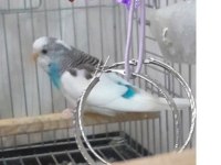 Mavi Sarı Yeşil Renklerde Dişi ve Erkek Muhabbet Kuşu