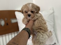 Show kalite tea cup kore maltipoo lar ziyarete açık