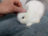 Cüce tavşan yavruları