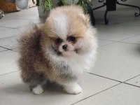 Fcı export sçr belgeli teddy bear face pomeranian lar