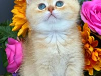 British shorthair golden ay11 ve cy12