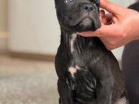 SAFKAN CANE CORSO DİŞİ ERKEK YAVRULARIMIZ