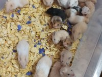 Teddy Bear Hamster