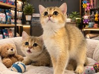 Mükemmel Güzellikte British Shorthair Golden Yavrular