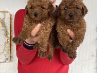 Üst Kalite Orjinal Toy Poodle Yavruları