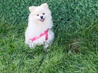 8 Aylık Pomeranian Ayı Yavrusu