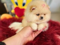 Mini boy prenses pomeranian