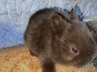 Netherland dwarf Hollanda cücesi tavşan