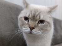 Scottish fold cinsi kedimize yuva arıyoruz