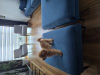 Gerçek Toy Poodle