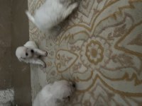 Korekan Maltese Terrier