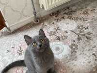 british shorthair 3 aylık sahibinden