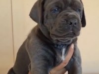 Orjinal cane corso