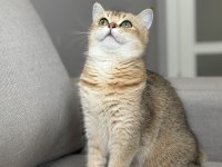 Ny11 dişi british shorthair