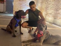 Acil satılık cane corso köpekler