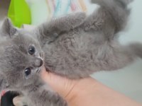 Scottish fold yavrular teslime hazır