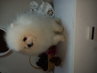 Üst düzey minyatür teacup pomeranian mükemmel kalitede