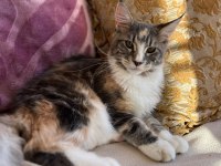 Maine coon dişi silver tortie uygun