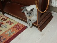 ÇOK UYSAL BRİTİSH SHORTHAİR 6 AYLIK BAKIMLI