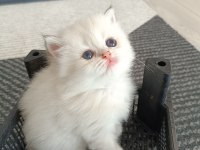 Muhteşem Güzellikte Golden Blue Point British Longhair