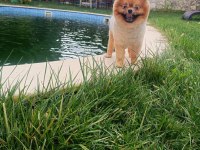 Her çeşit her keseye uygun pomeranian bebekler