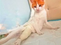 KAZA GEÇİRMİŞ KISIR SARMAN KEDİME ACİL YUVA ARIYORUM.