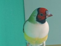 Goldun finch