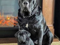 DEV CANE CORSO YAVRULARI ANKARA