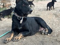 Yetişkin Temel İtaatli Alman Çoban Köpekler