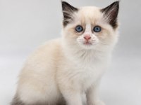 Hakiki Ragdoll Bebekler