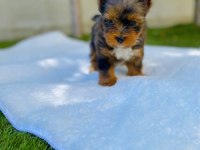 Petmode köpek çiftliğinde ziyarete açık morkie
