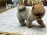 Pomeranian Köpeğimiz Yeni Yuvalarını bekliyor