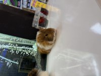 GİNEPİG YAVRULARI CİTYPETSHOP