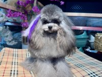 Silver Şecereli Show Kalite 1 Yaş 1700 Gram Kore Poodle