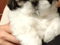 Şitsu köpeğimiz acil bakıcı ailesini aranıyor