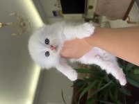 Bembeyaz Scottish Fold Longhair Mavi Gözlü Yavrular